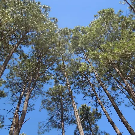 Authentique Maison Landaise Ferienhaus *