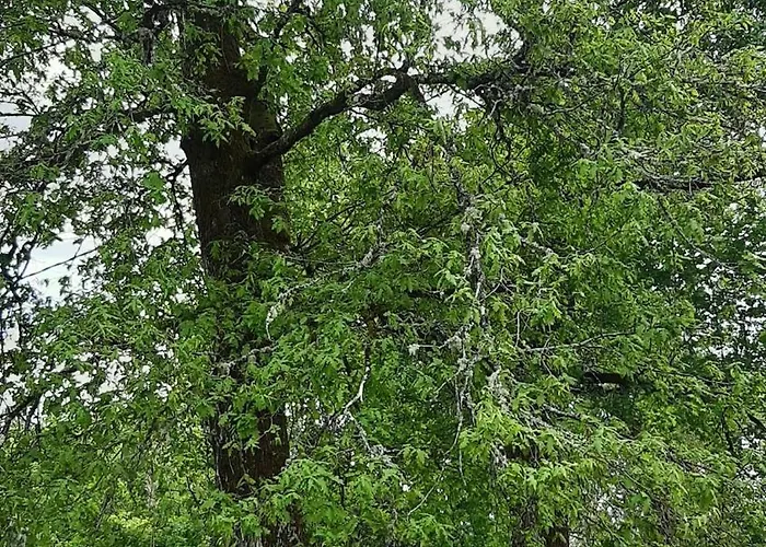 Authentique Maison Landaise Ferienhaus