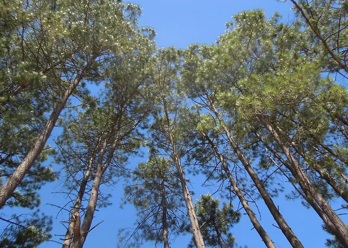 Authentique Maison Landaise Ferienhaus *